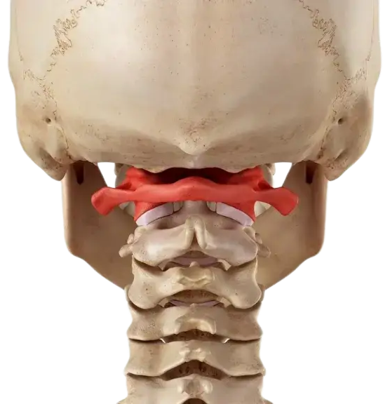 Первый шейный позвонок